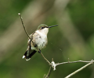 Ruby-throated Hummingbird - Archilochus colubris (female)