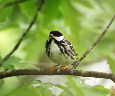 Blackpoll Warbler - Setophaga striata