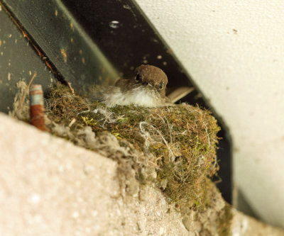 Eastern Phoebe - Sayornis phoebe (on nest)