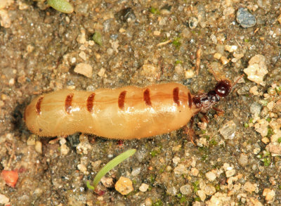 Eastern Subterranean Termite - Reticulitermes flavipes (Queen)