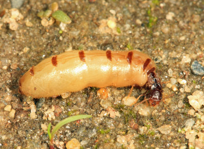 Eastern Subterranean Termite - Reticulitermes flavipes (queen)