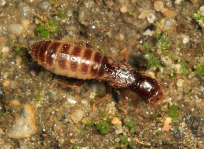 Eastern Subterranean Termite - Reticulitermes flavipes