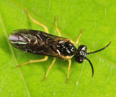 Aneugmenus flavipes