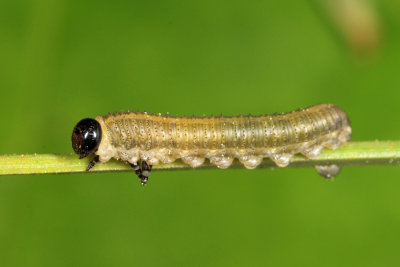 European Pine Sawfly - Neodiprion sertifer