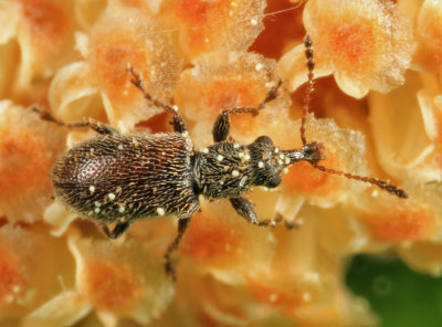 Pine Flower Snout Beetles - Cimberidae