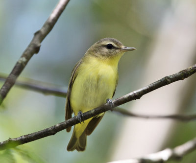 Philadelphia Vireo - Vireo philadelphicus