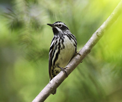 Black-and-white Warbler - Mniotilta varia