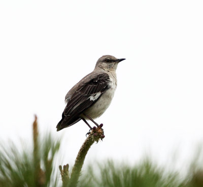 Northern Mockingbird - Mimus polyglottos (missing its tail)