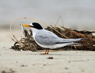 Least Tern - Sternula antillarum