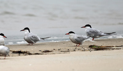 Common Tern - Sterna hirundo