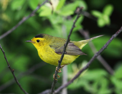 Wilson's Warbler - Cardellina pusilla