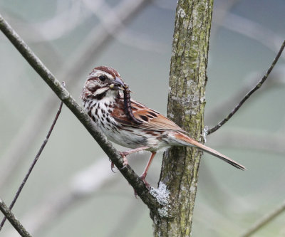 Song Sparrow - Melospiza melodia (with food)