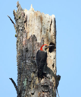 Red-bellied Woodpecker - Melanerpes carolinus (at nest cavity)