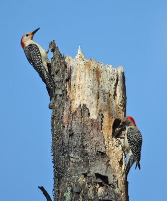 Red-bellied Woodpecker - Melanerpes carolinus (feeding young at nest cavity)