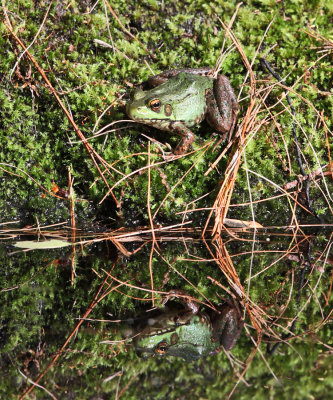 Green Frog - Lithobates clamitans