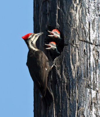 Pileated Woodpecker - Dryocopus pileatus (female feeding young)
