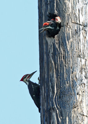 Pileated Woodpecker - Dryocopus pileatus (male and young)