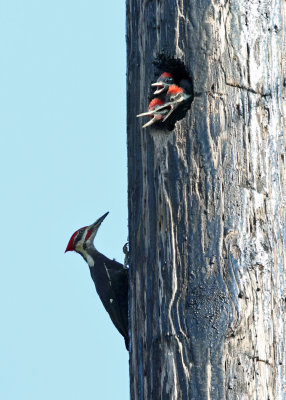 Pileated Woodpecker - Dryocopus pileatus (male and  young)