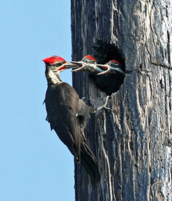 Pileated Woodpecker - Dryocopus pileatus (male feeding young)