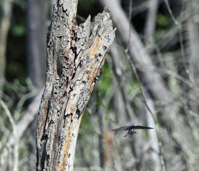 Tree Swallow - Tachycineta bicolor (in natural nest cavity)