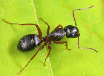 Camponotus herculeanus