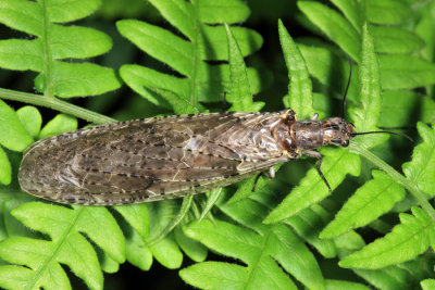  Spring Fishfly - Chauliodes rastricornis