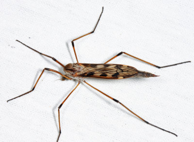 Giant Crane Fly - Tipula abdominalis 