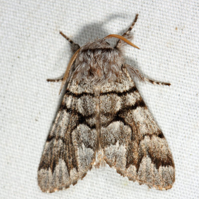 9182 – Eastern Panthea Moth – Panthea furcilla
