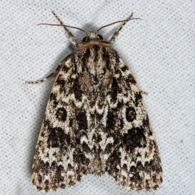 9259 – Night-Wandering Dagger Moth – Acronicta noctivaga