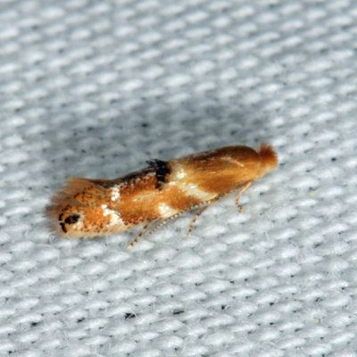 0560 - Birch Skeletonizer Moth - Bucculatrix canadensisella