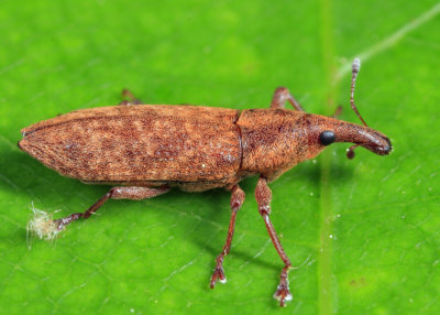 Lixus scrobicollis