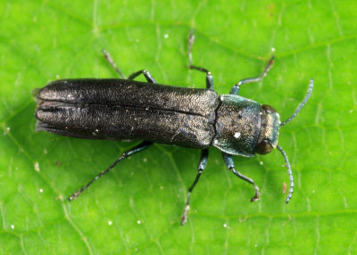 Agrilus otiosus species group