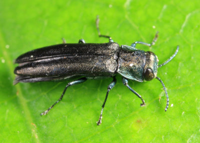 Agrilus otiosus species group