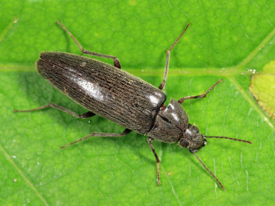 Synchroa punctata