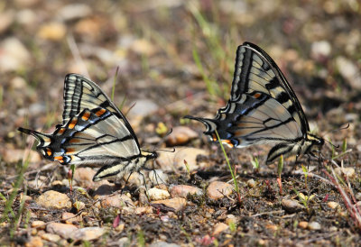Canadian Tiger Swallowtail - Papilio canadensis