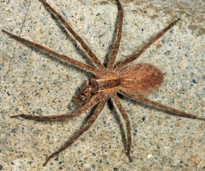 Nursery Web Spider - Pisaurina mira