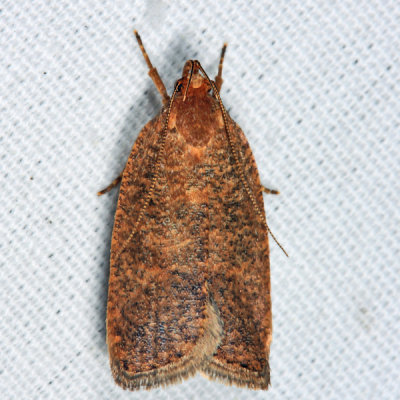 0957 - Dotted Leaftier Moth - Psilocorsis reflexella