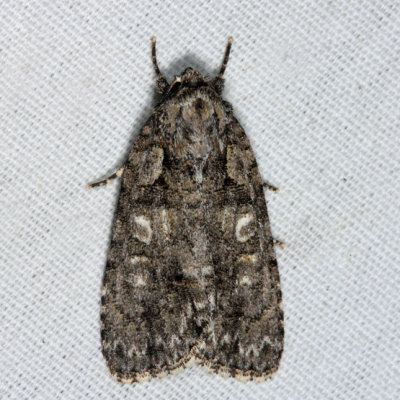 9243 – Ovate Dagger Moth – Acronicta ovata