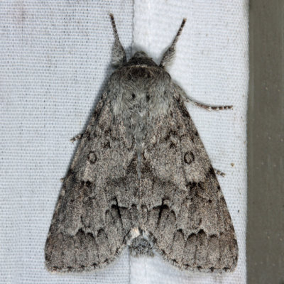  9200  American Dagger Moth  Acronicta americana