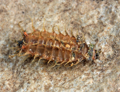 Fannia sp. (larva)