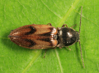 Pseudanostirus propolus