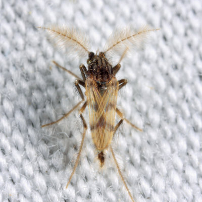 Corethrella brakeleyi (male)
