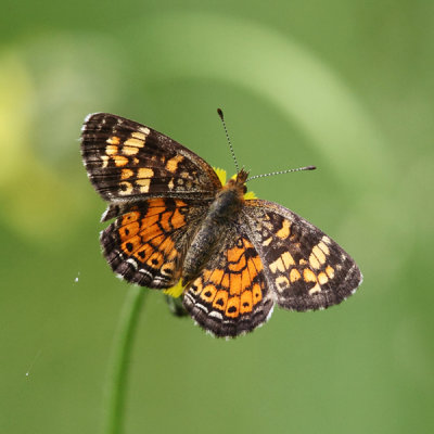 Pearl Crescent - Phyciodes tharos