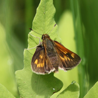 Long Dash - Polites mystic (female)