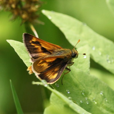 Long Dash - Polites mystic (male)