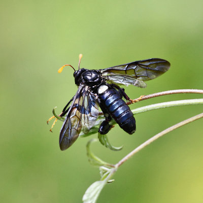 Elm Sawfly - Cimbex americana