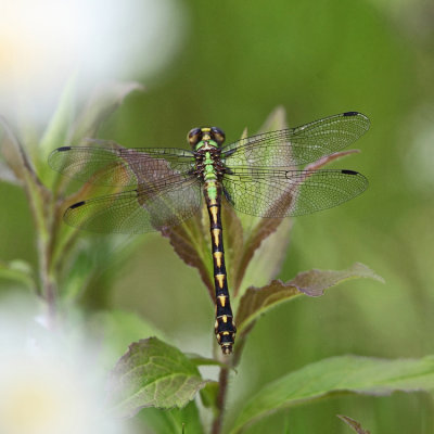 Brook Snaketail - Ophiogomphus aspersus