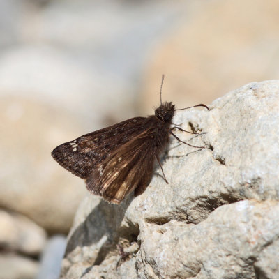 Juvenal's Duskywing - Erynnis juvenalis