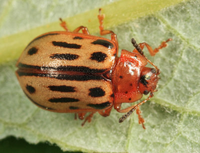 Chrysomela lineatopunctata