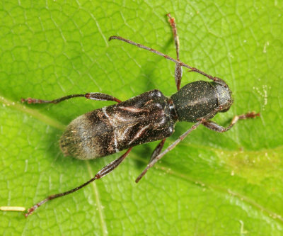 Cyrtophorus verrucosus